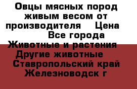 Овцы мясных пород живым весом от производителя. › Цена ­ 110 - Все города Животные и растения » Другие животные   . Ставропольский край,Железноводск г.